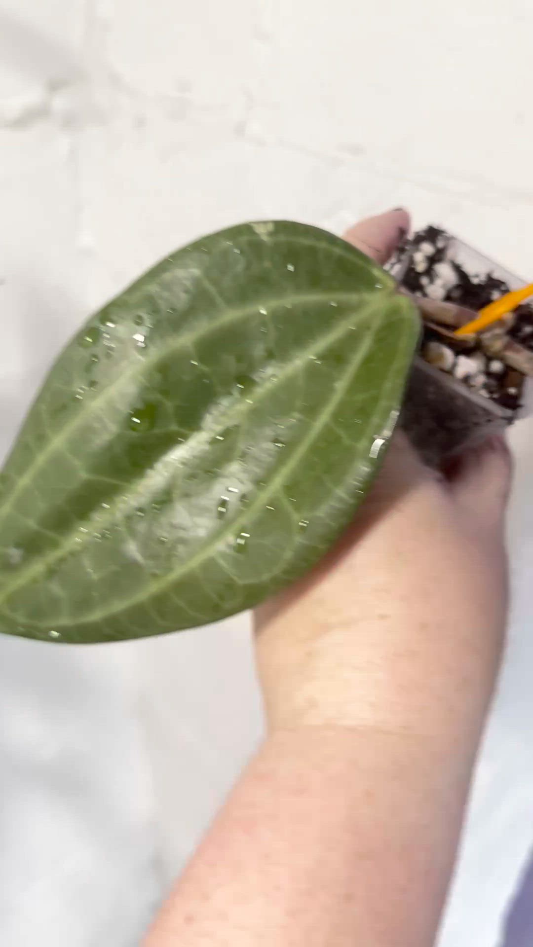 Hoya Latifolia Giant Long Leaves Indo Red