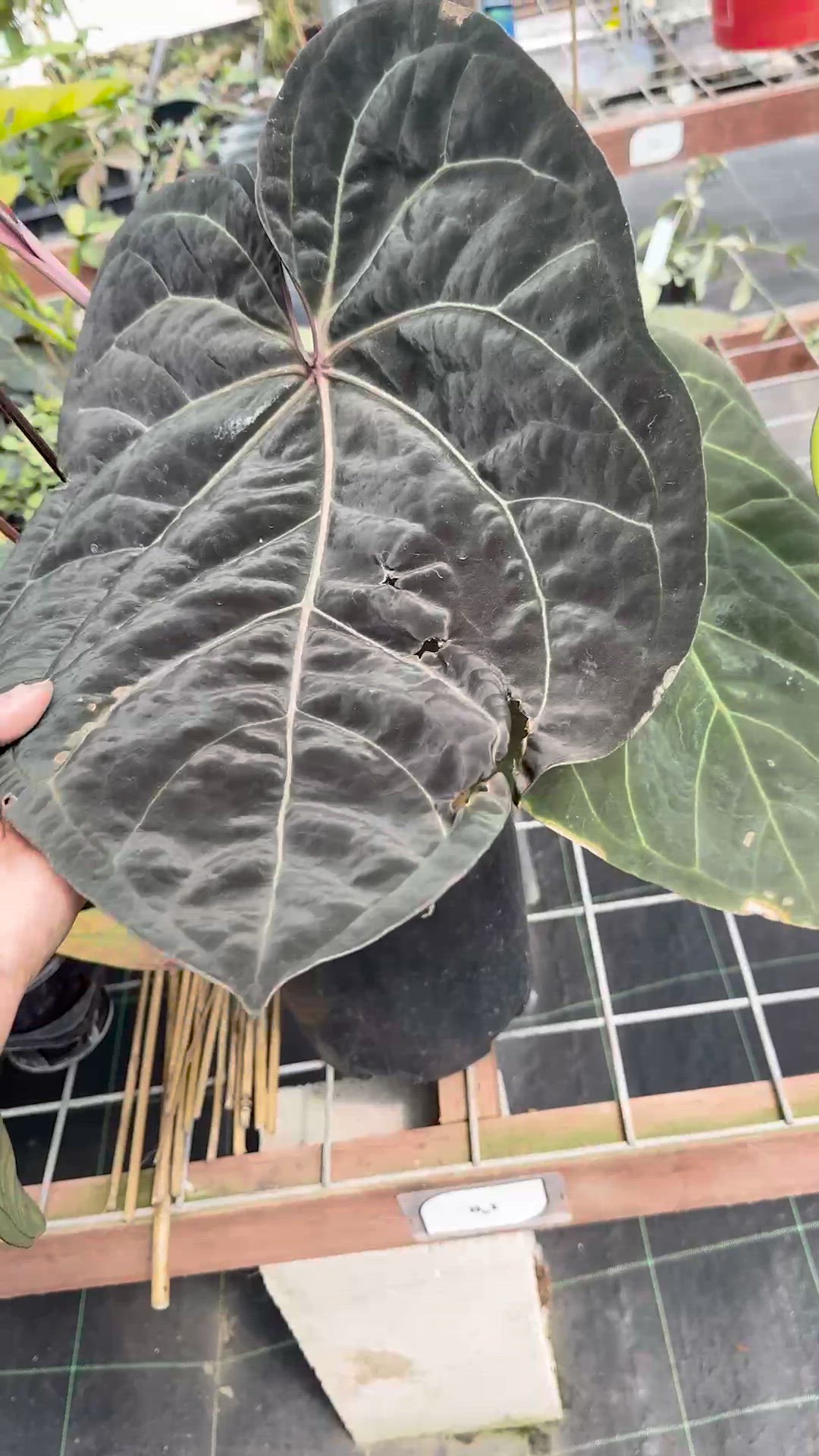 PS0329 - Anthurium ‘Blue Velvet’ (Bench Hybrid seedling)