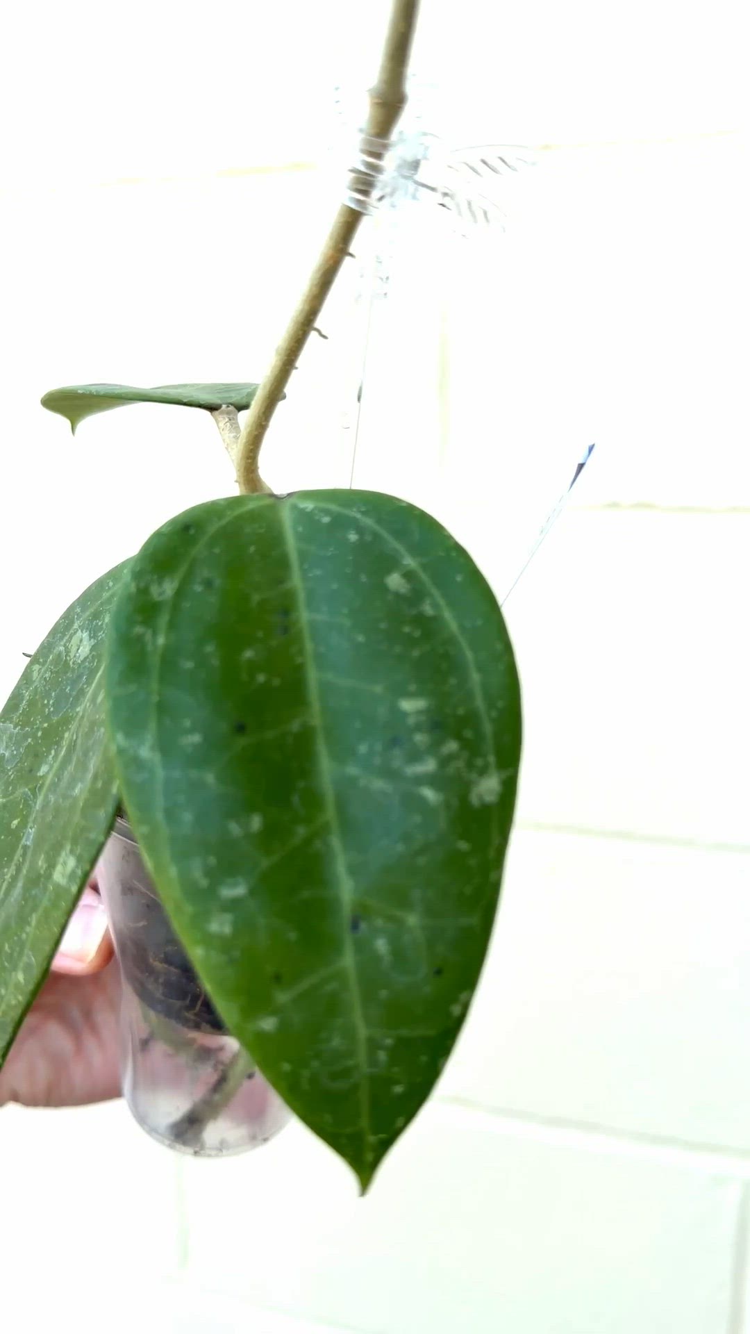 0012 Hoya sp Indonesia NOID