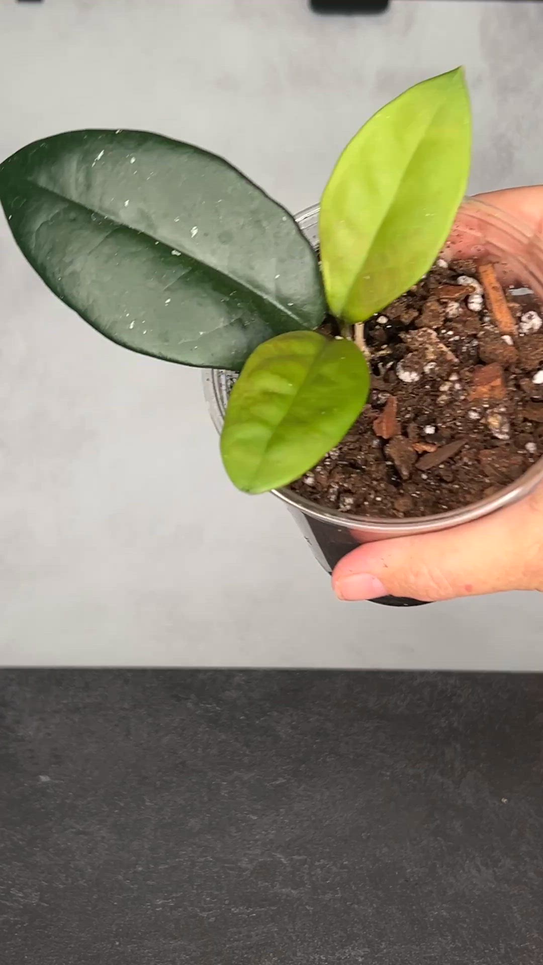 Hoya SMS (obovata X UKN)