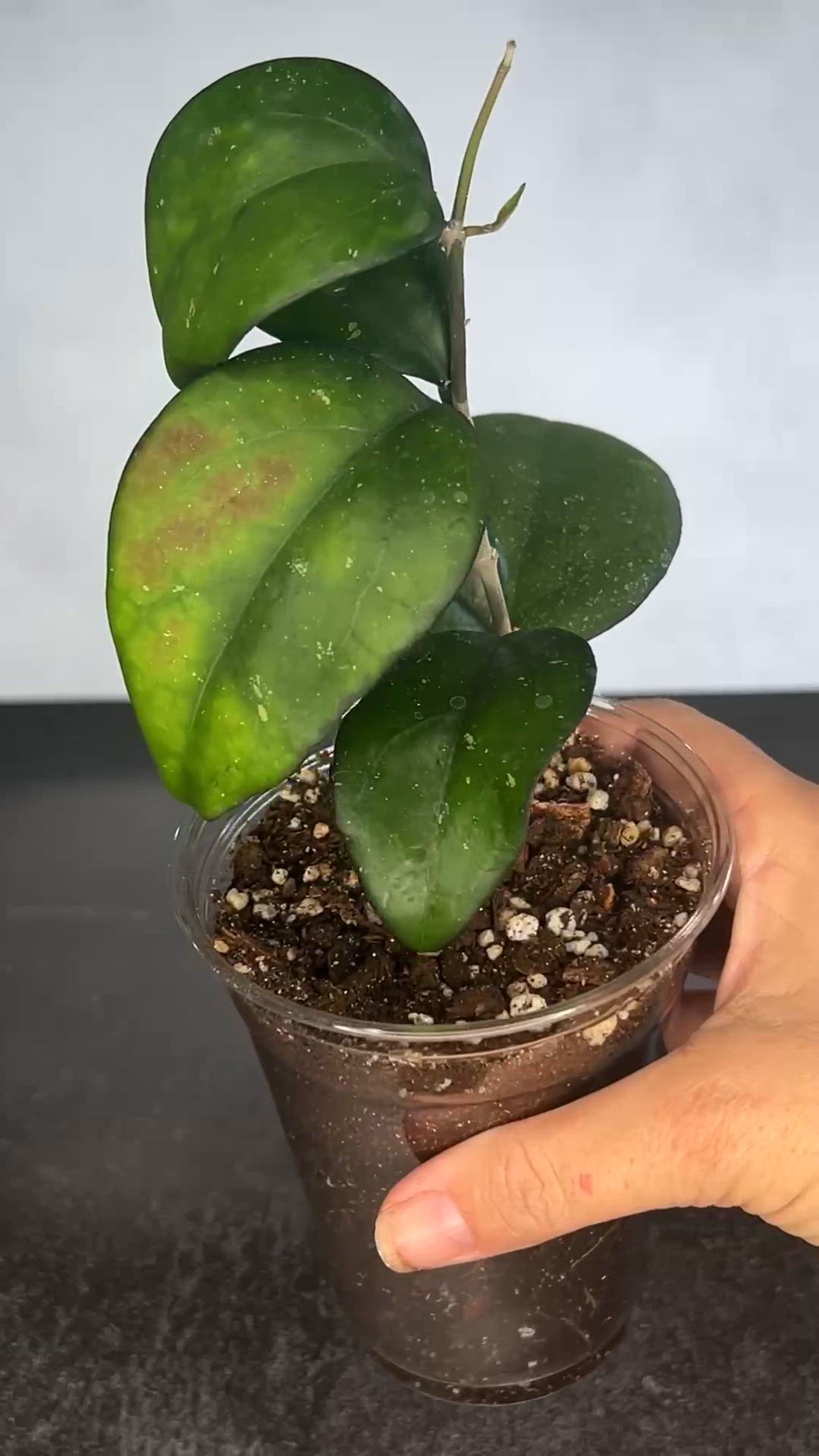 Hoya vitellina DOC 881