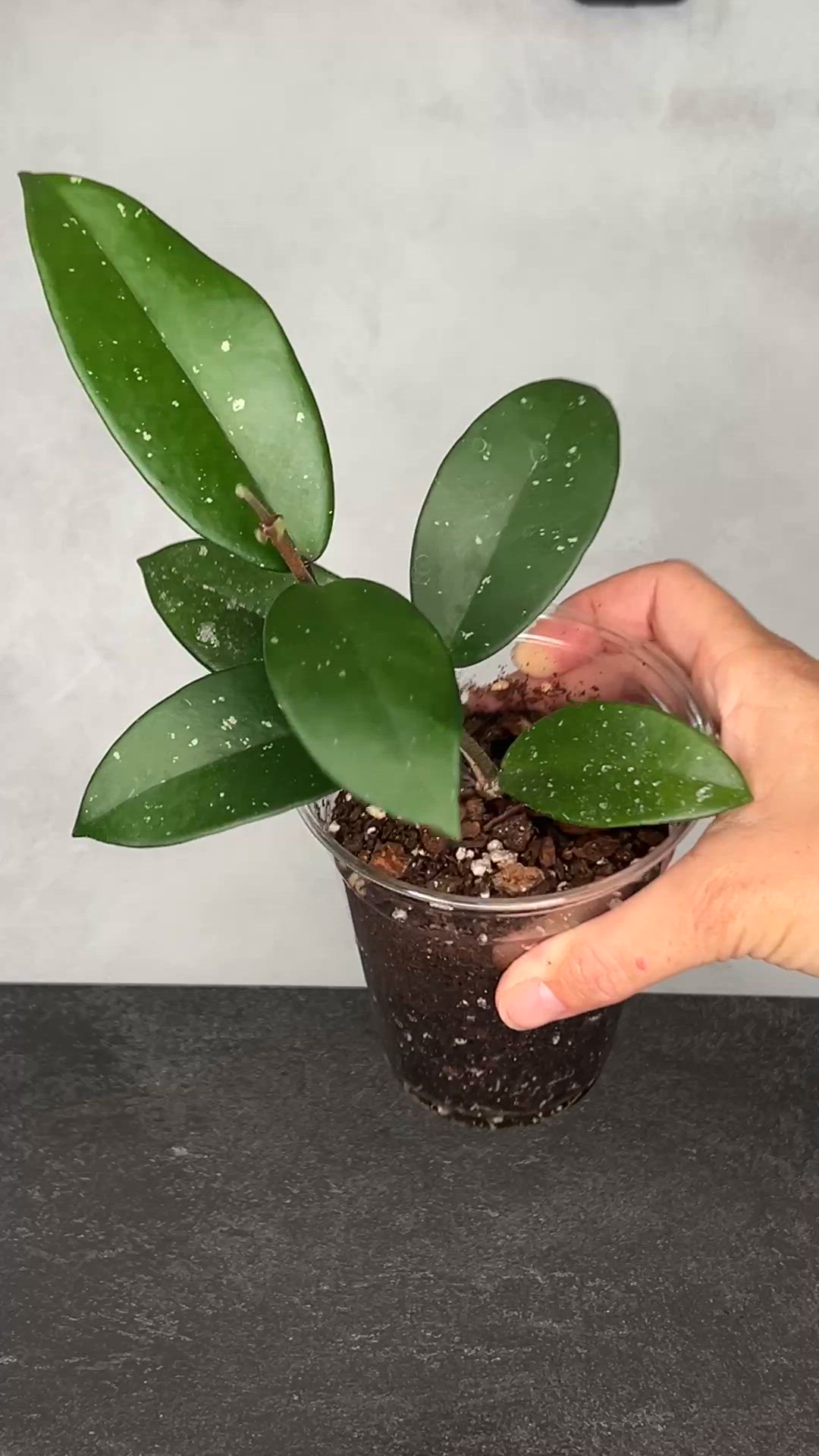 Hoya Sp Ban Ngong Ngoy IML 1514