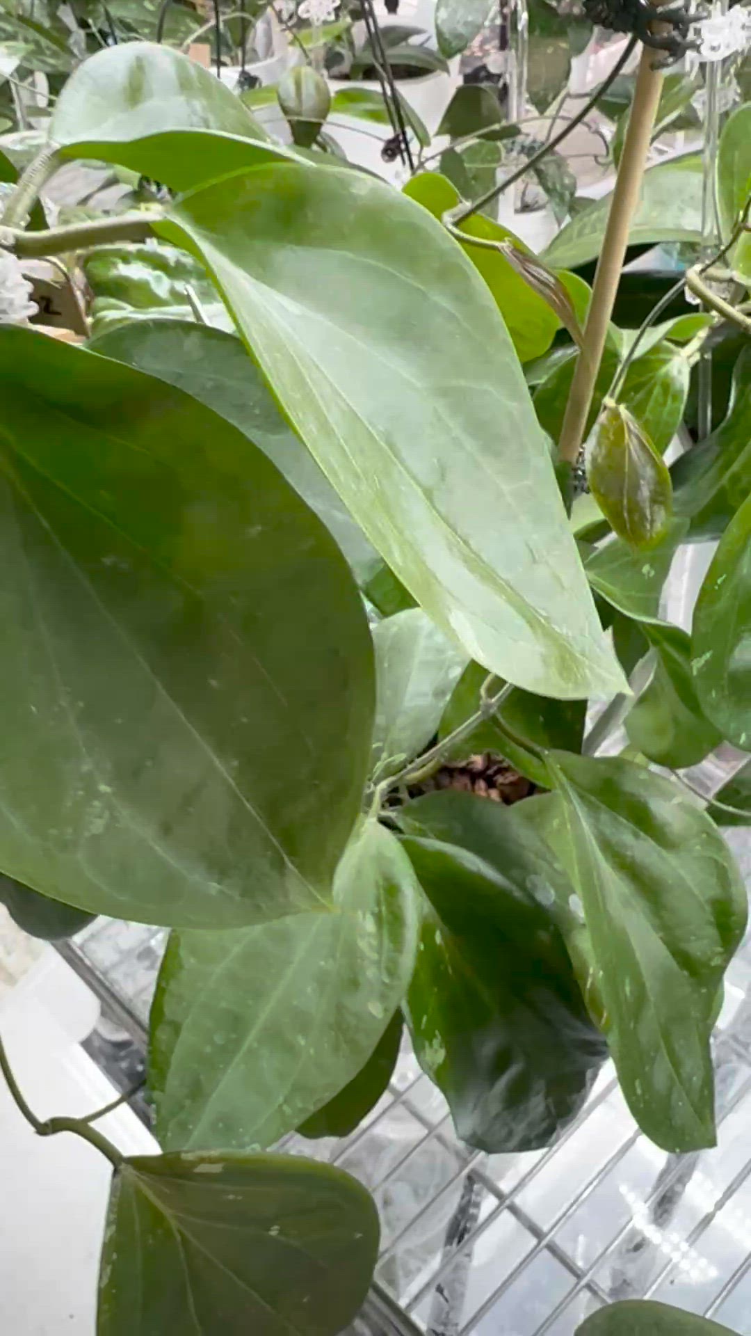 Sweet Shalina (deleinorium x penthaplabia)