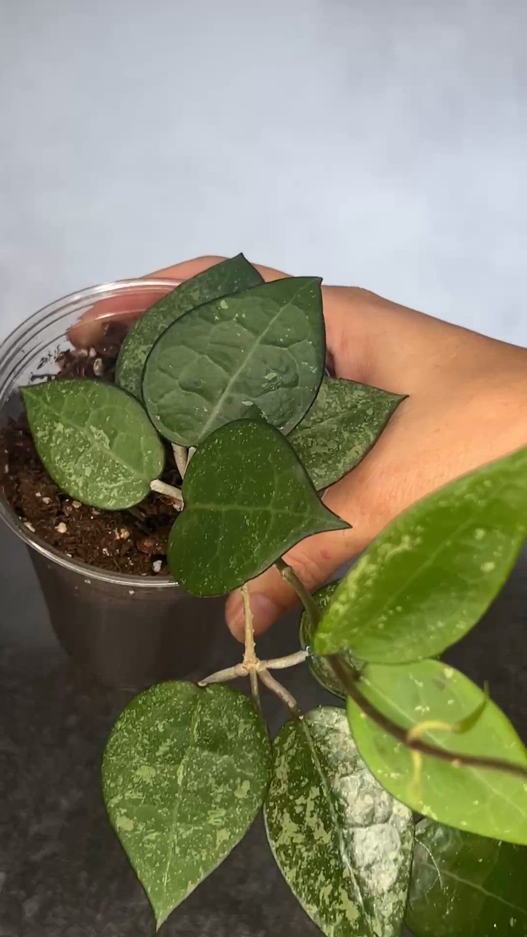 Hoya verticillata (splash)