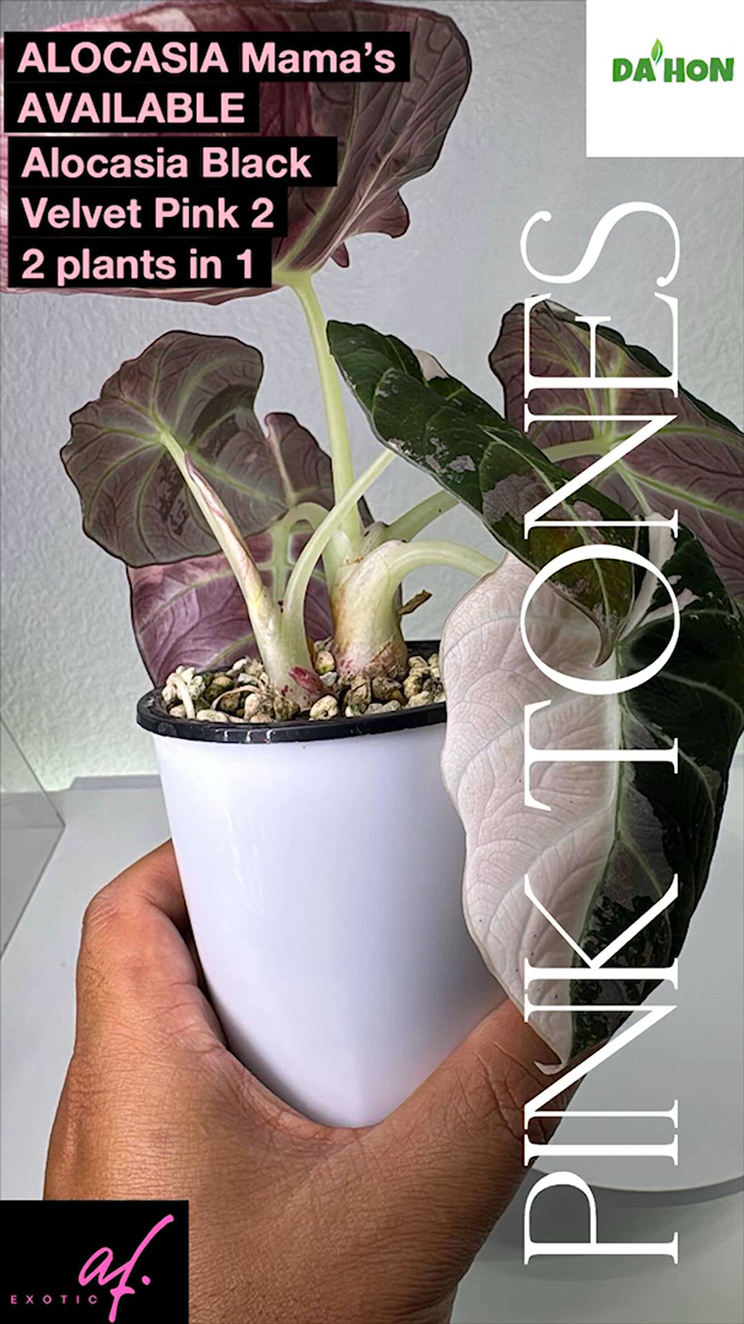 Alocasia Black Velvet Pink 2 - Mother plants 2 in 1