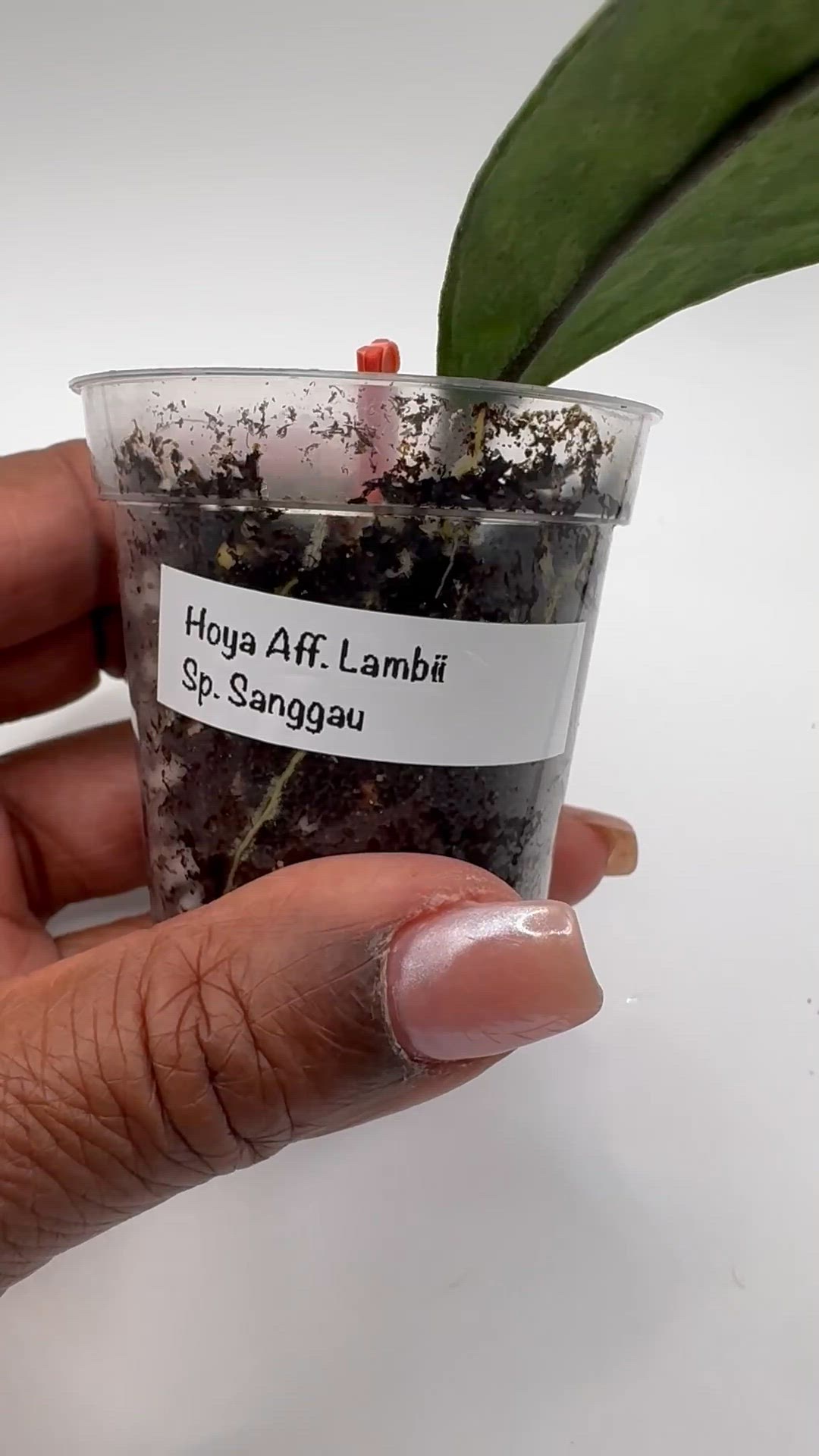 Hoya Aff. Lambii Sp. Sanggau