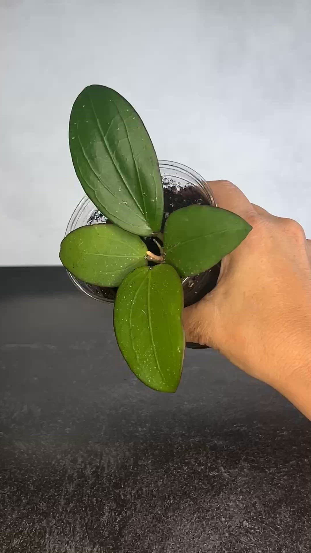 Hoya Erythrina x Jennifer (pink flower)