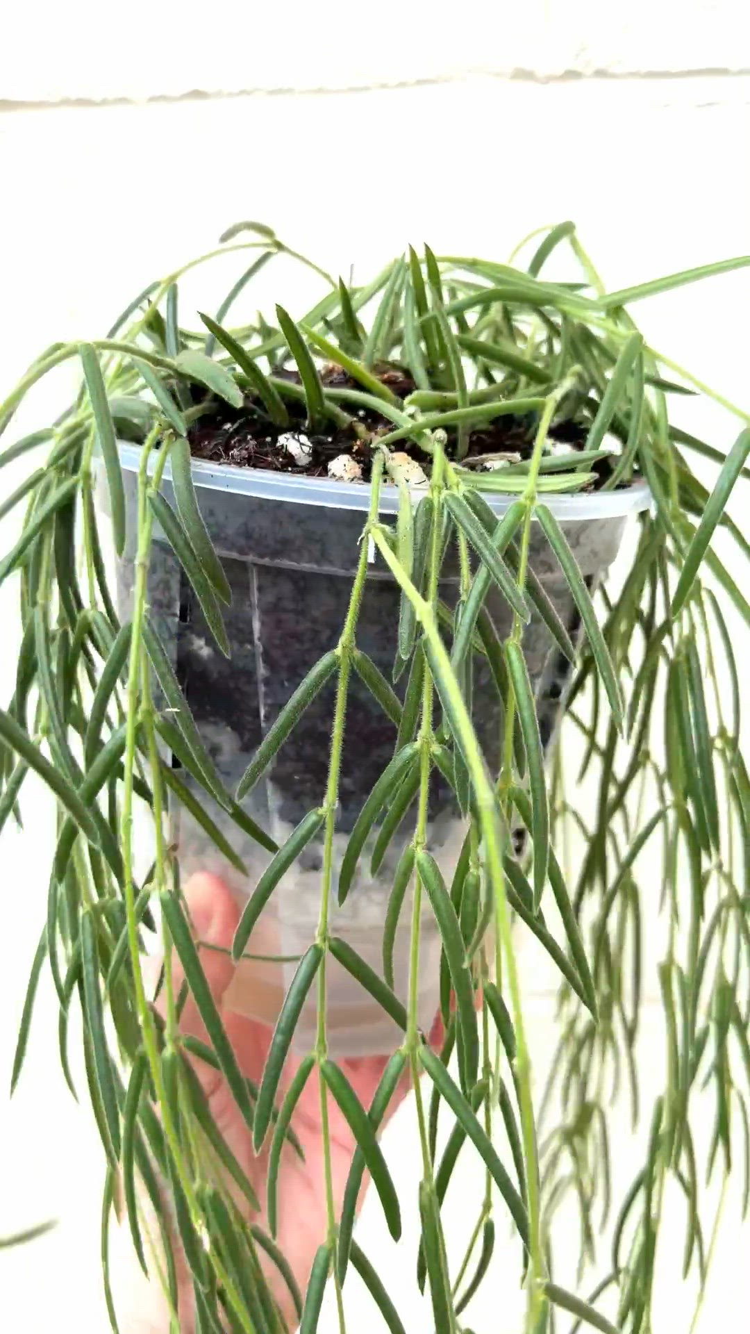 Emily’s Custom Linearis 6” Trailing