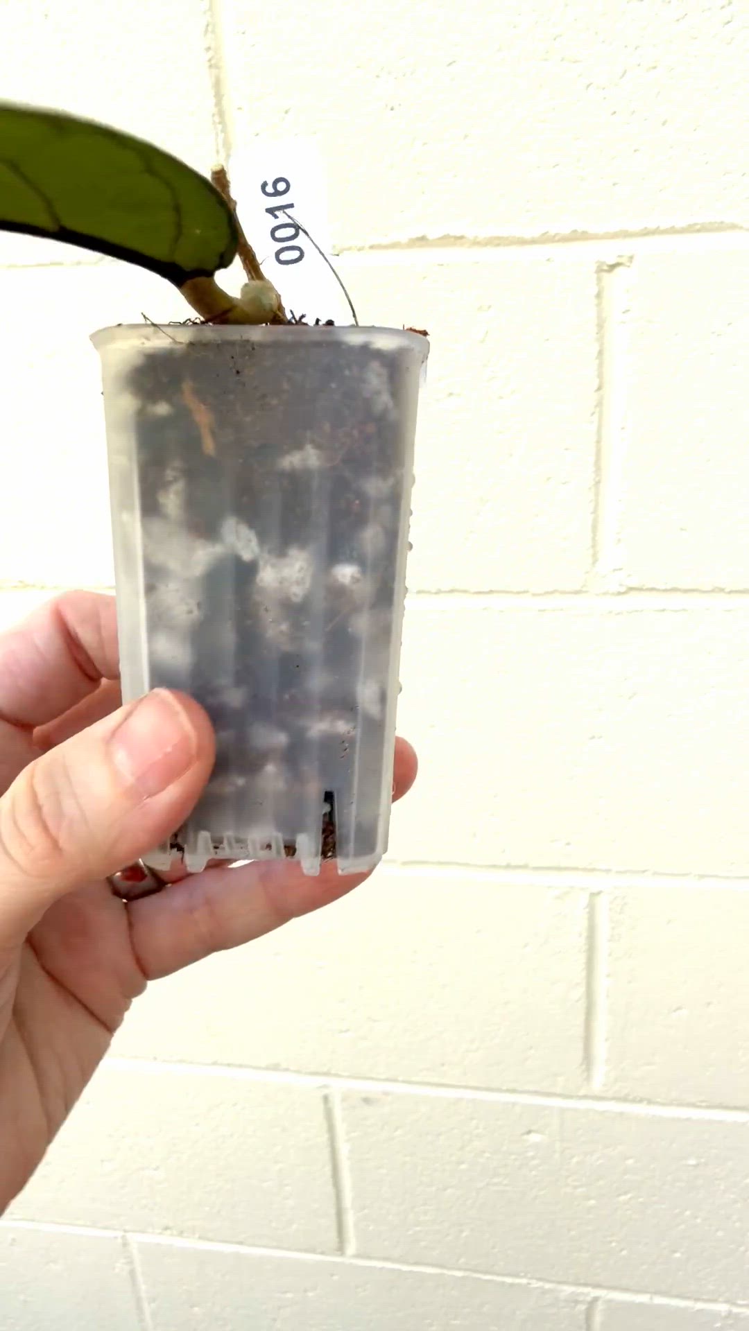 0016 Meredithii Aceh