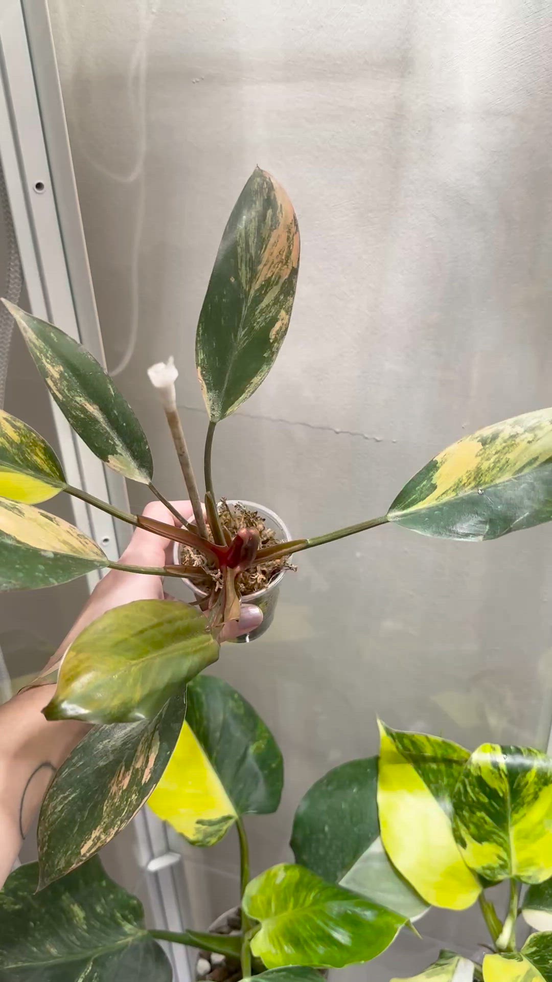 Variegated Red Congo