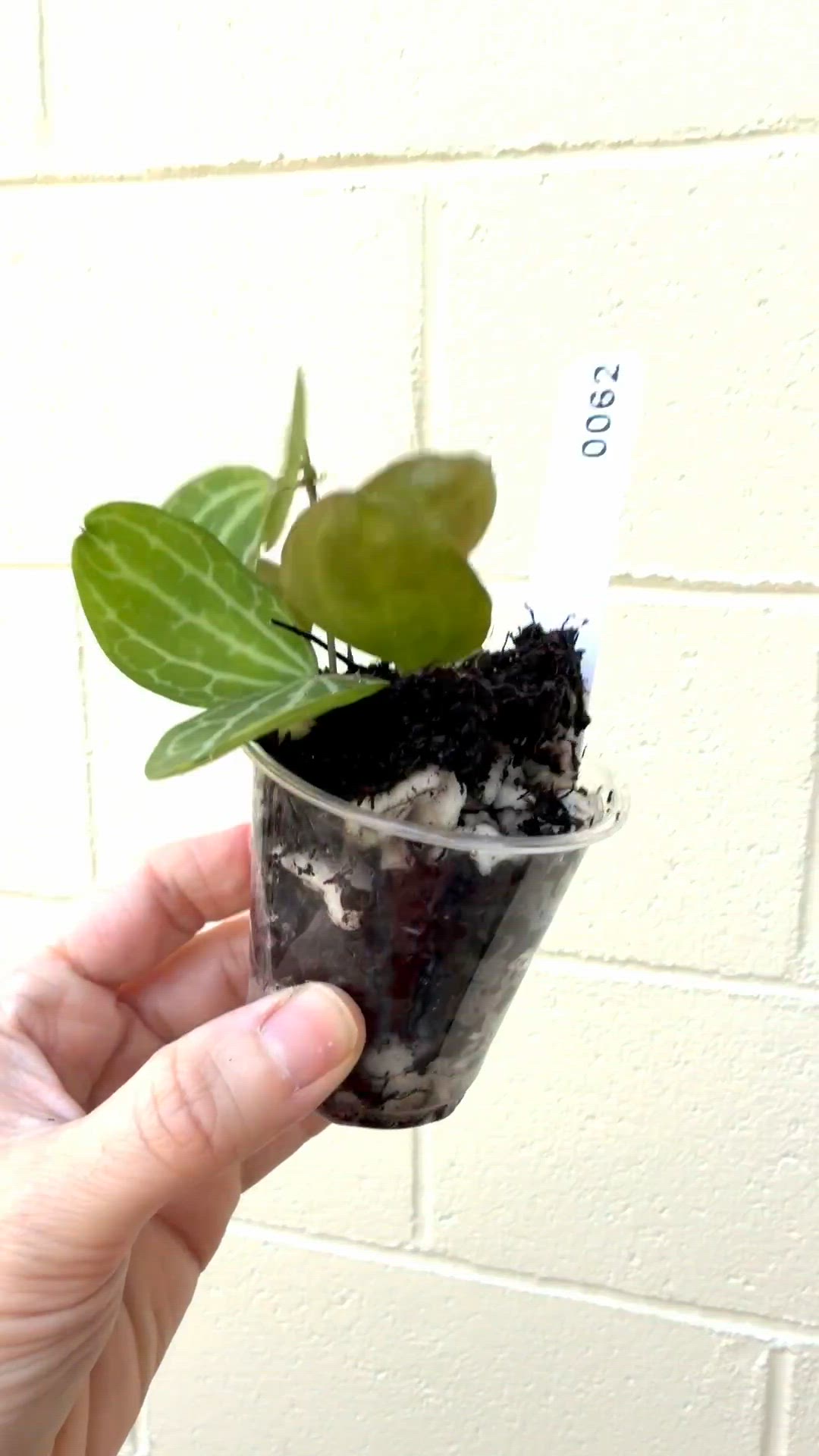 0062 Dischidia Ovata