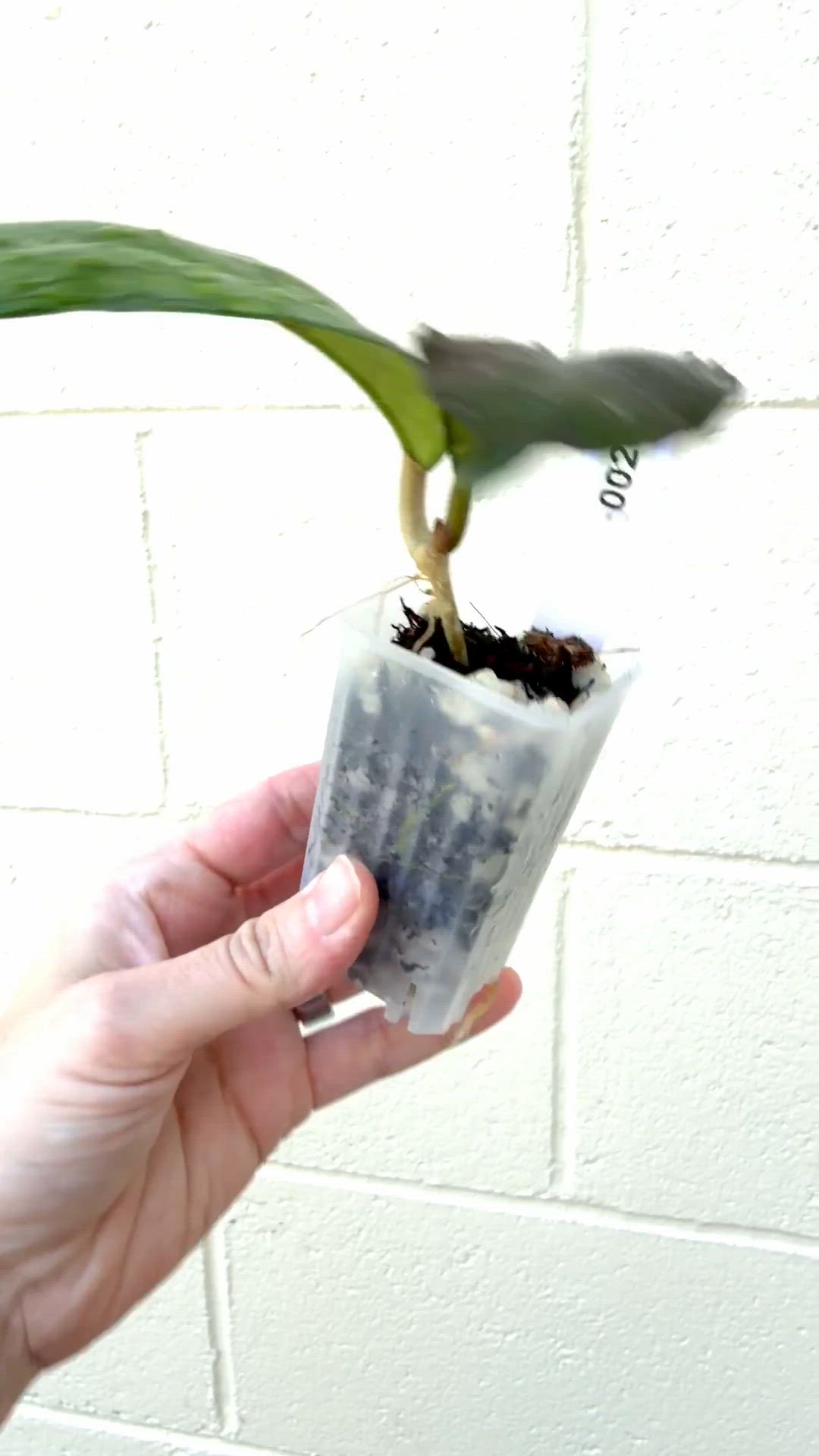 0021 Hoya AH 1050 Clone 2