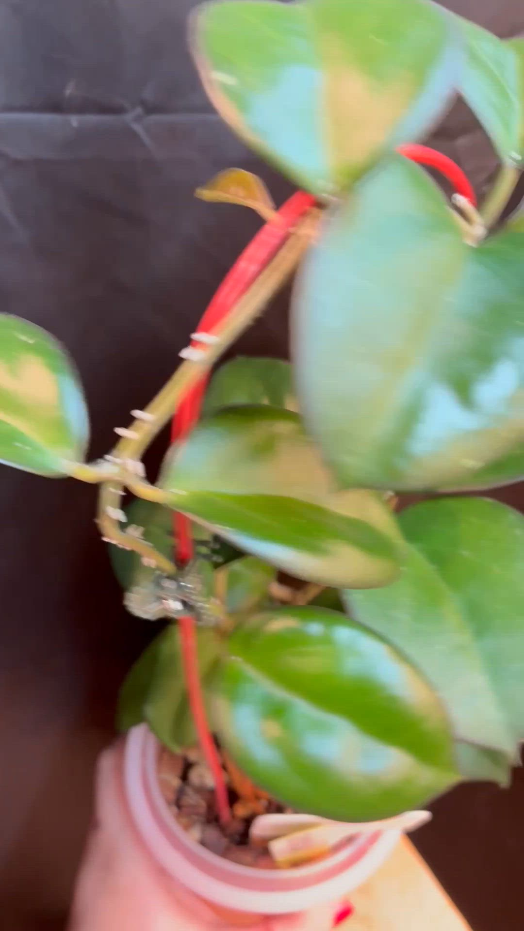Video 1 of 2