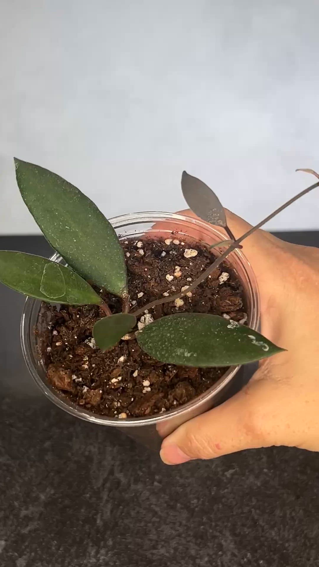 Hoya sp Cebu City