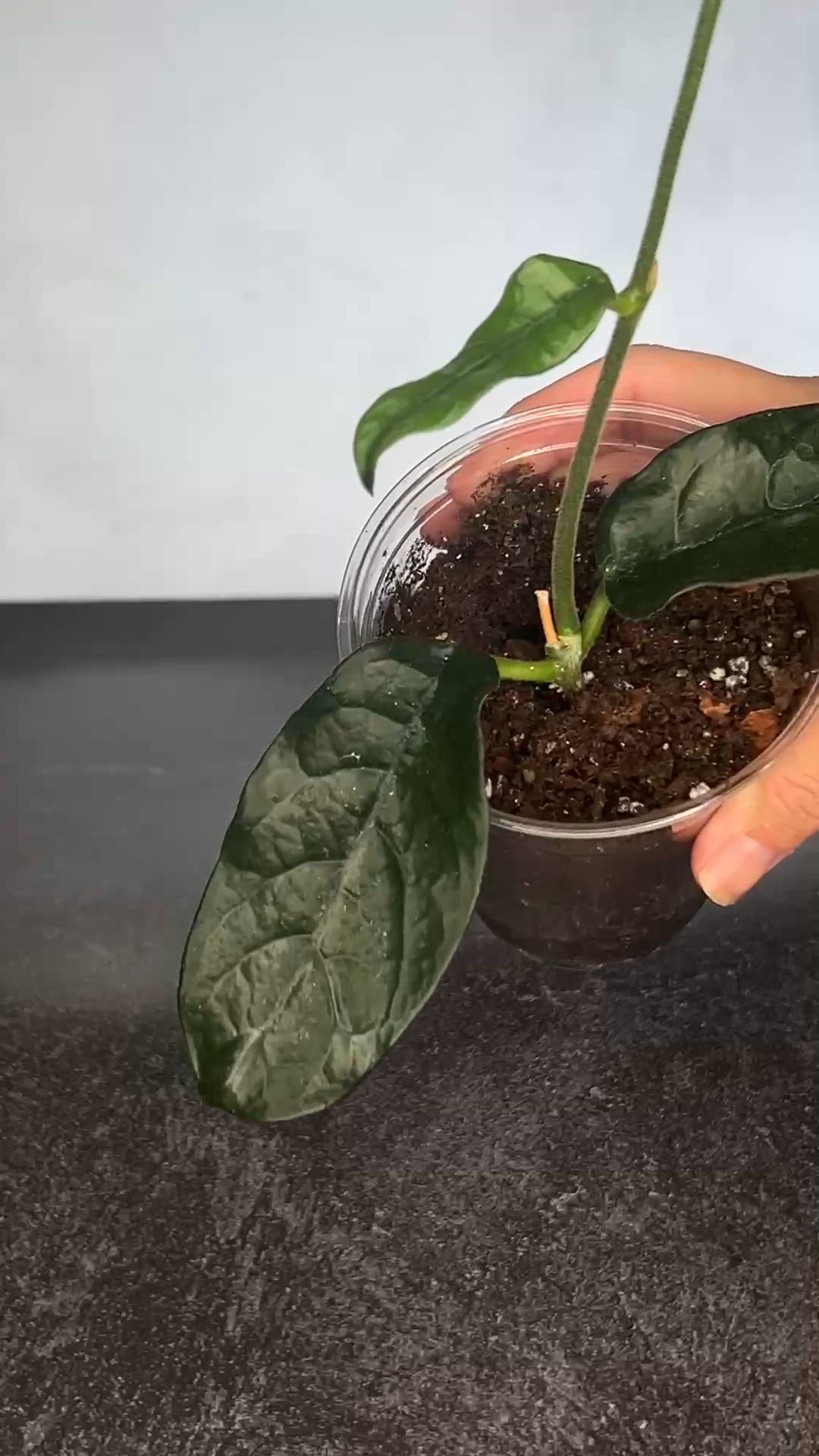 Hoya dasyantha