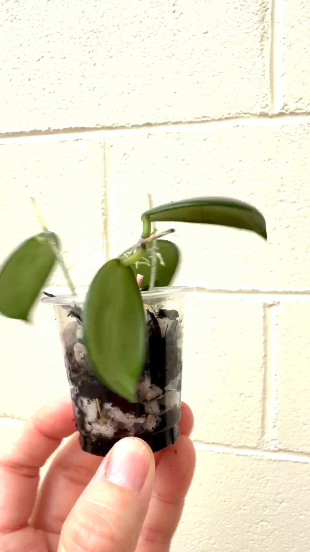 Ovalifolia!